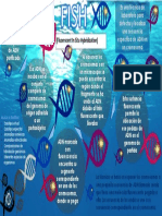 Infografía FISH (Fluorescent in Situ Hybridization)