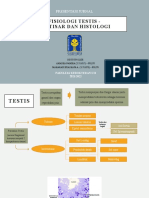 Fisiologi Testis