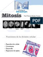 Mitosis y división celular en