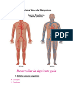 Preguntas Sistema Vascular Sanguíneo