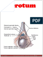 Scrotum: DR / Kamel Male Genital System / General Surgery Page1