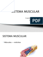 Sistema Muscular