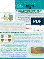 Desarrollo de Cara y Cuello en Vertebrados (1)