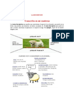 Características de una oveja