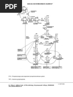 Download Hexose Monophosphate Pathway Pathway by Shiva SN5424827 doc pdf