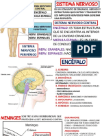 Sistema Nervioso