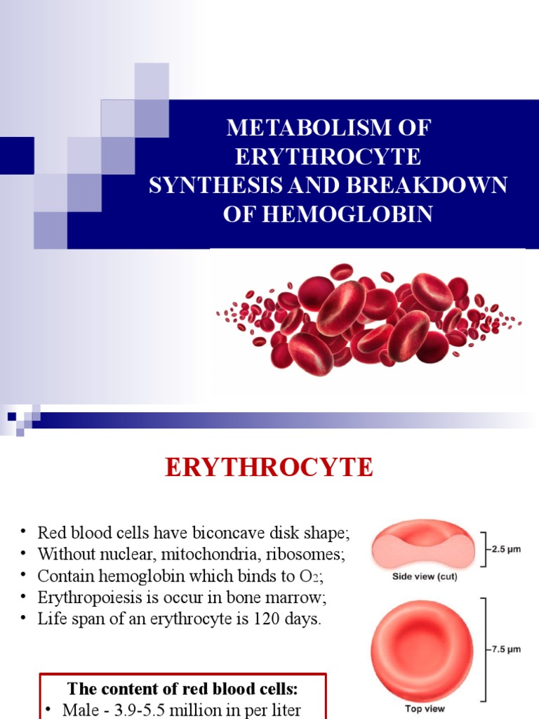 Erythrocyte Metabolism and Hemoglobin Breakdown | PDF | Hemoglobin ...