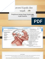 Anatomi Kepala Dan Wajah