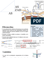 Biologia Matriz