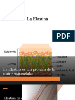 Elastin A