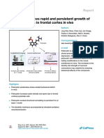 Psilocybn Induces Rapid and Persistant Growth of Dendritic Spines in Frontal Cortex