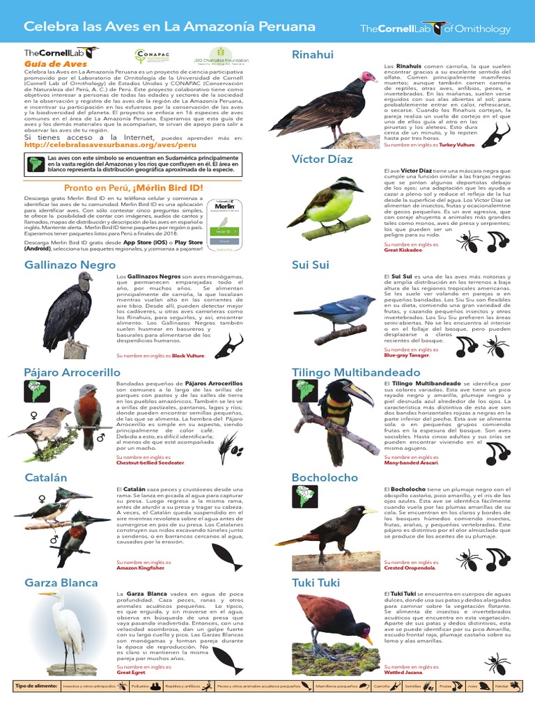 Aves de la Amazonía Peruana: Guía y Conservación | PDF | Aves | Zoología