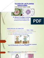 Morfología de Las Plantas Vasculares-Tejido Vascular: Xilema-Floema