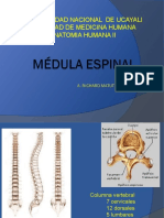 Anatomia Medula Espinal 2020 II