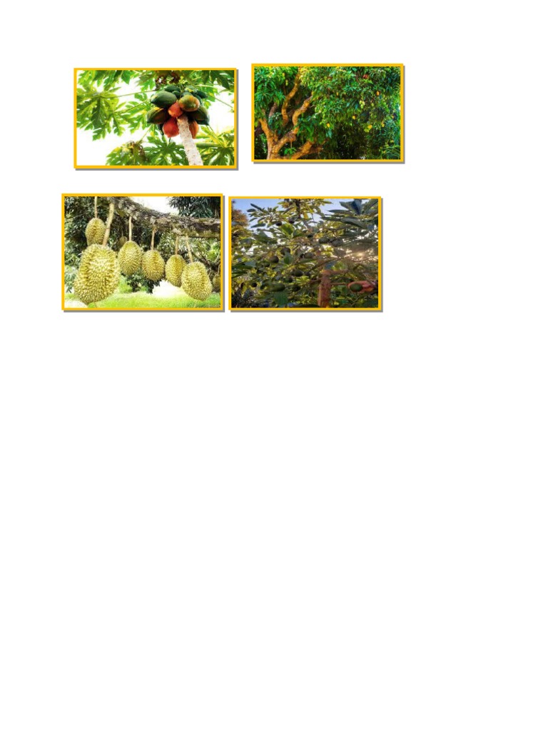 Fruit and Non Fruit Bearing Trees PDF