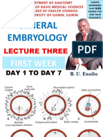 Embryo Development Stages