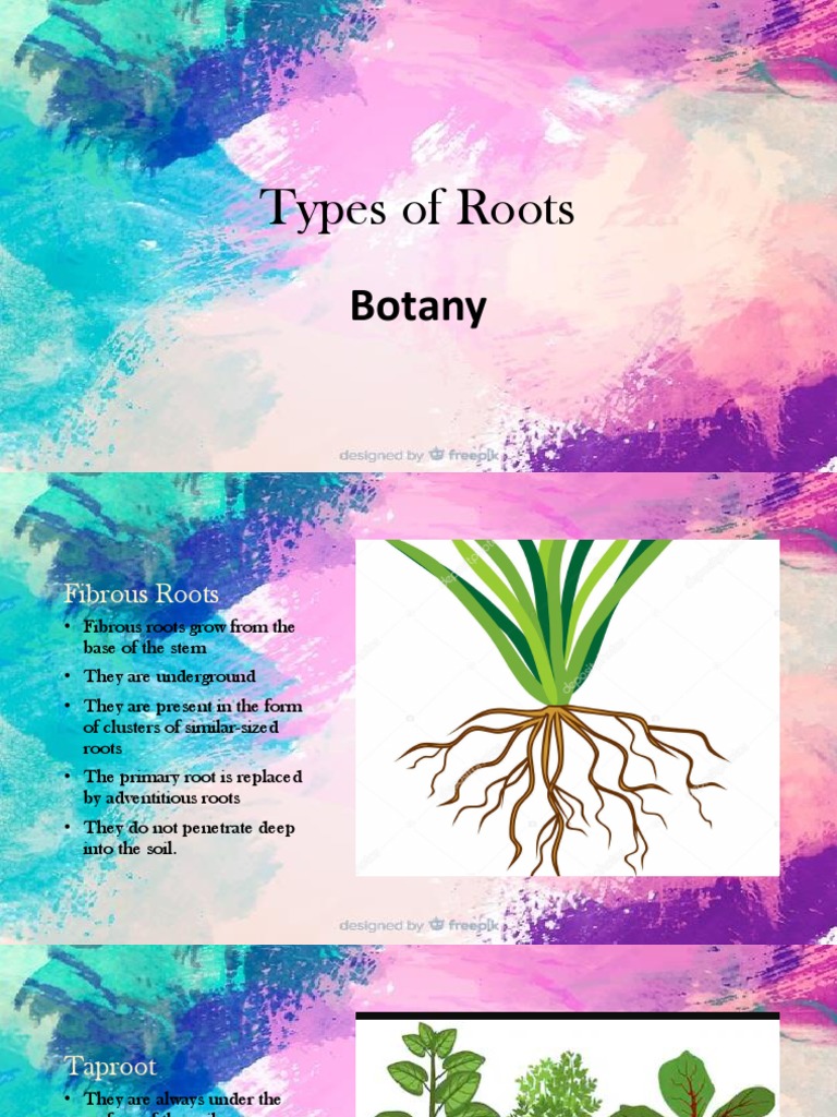 Types of Plant Roots Explained | PDF | Language Arts & Discipline ...