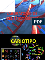 Cariotipo