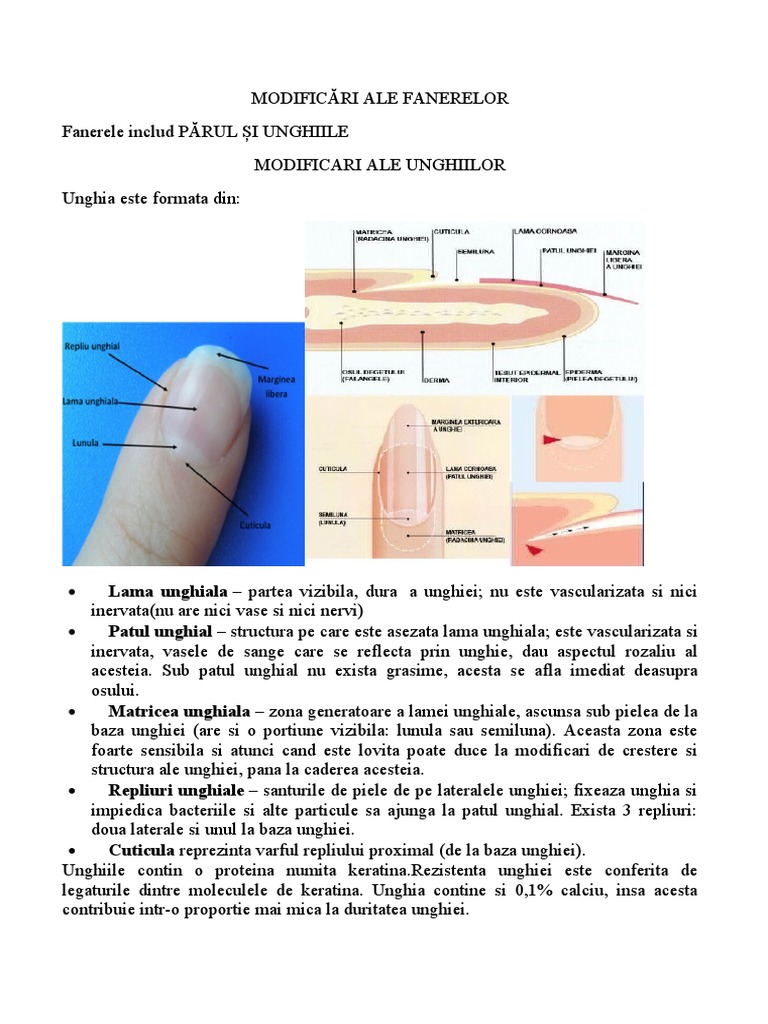 MODIFICARI FANERE Par Si Unghii | PDF