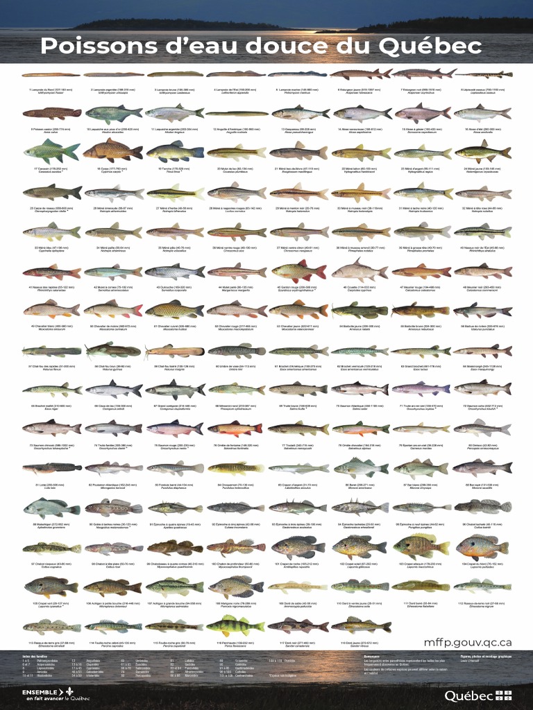 Poissons d'eau douce du Québec : Guide complet | PDF