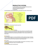 The Male Reproductive System