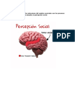 Señale Gráficamente Las Estructuras Del Cerebro Asociados Con Los Procesos de Cognición Social