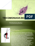 12_Tricomoniasis_bovina