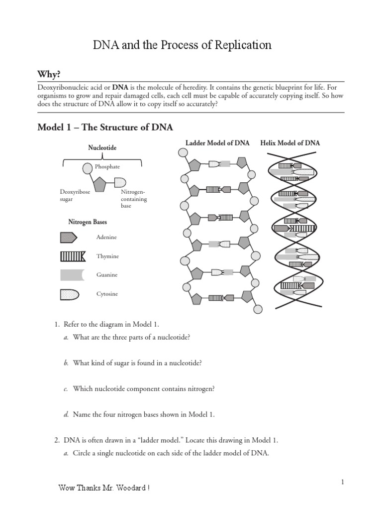 CH8 DNA Structure and Replication 2021 | PDF | Dna | Nucleotides