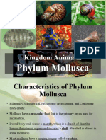 Kingdom Animalia: Phylum Mollusca