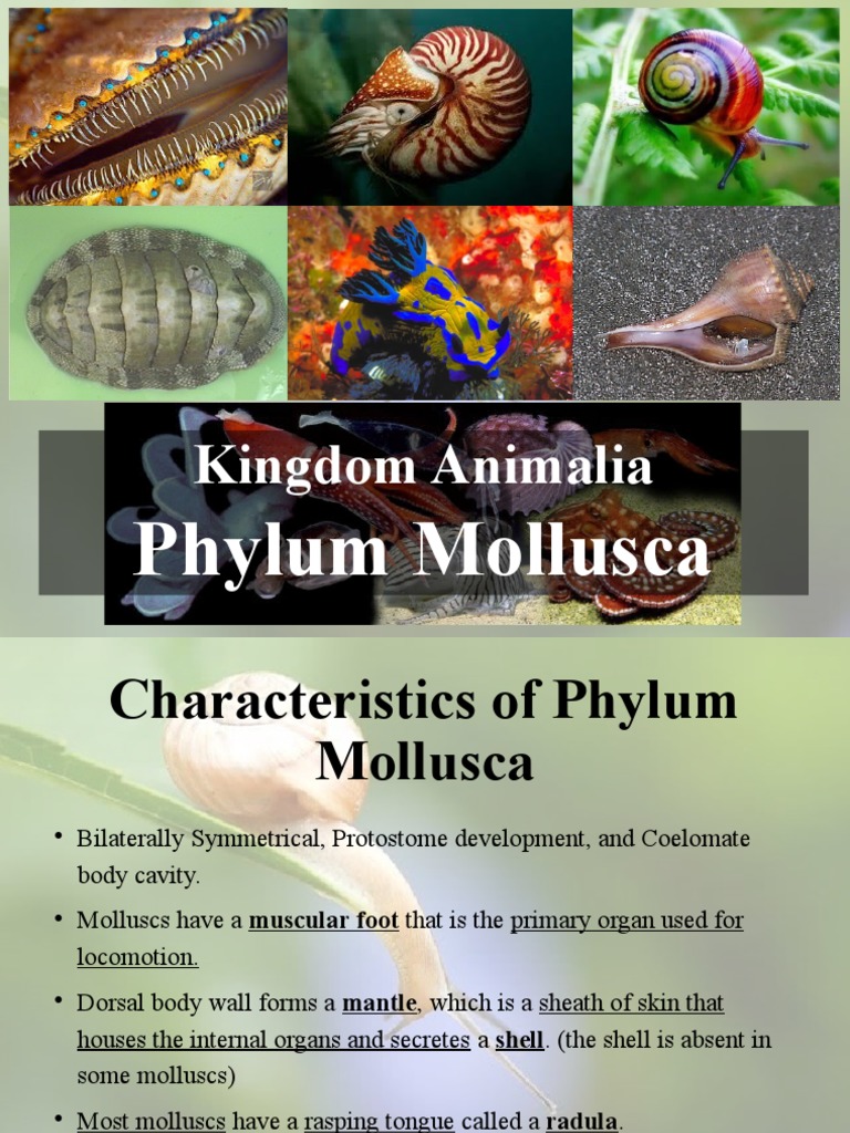 Kingdom Animalia: Phylum Mollusca | PDF | Mollusca | Protostomes