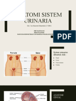 Anatomi Sistem Urinaria Radiologi