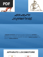 apparato-locomotore