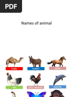 1000 Animals List | PDF | Zoology