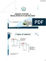 Urinary System Regulation of Fluid Balance
