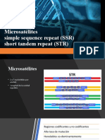 Microsatellite PCR