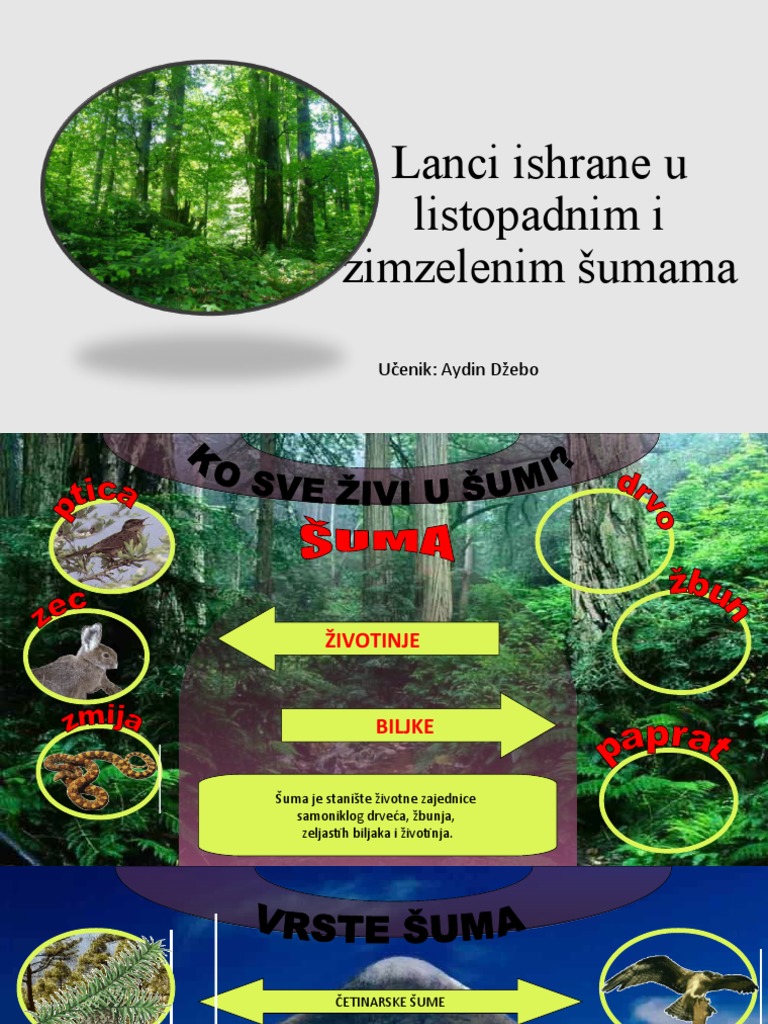 Lanac Ishrane | PDF