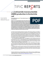 β-nicotinamide mononucleotide (NMN) production in Escherichia