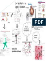 Cap. 75 Hormona Hipofisaria y Su Control Por El Hipotalamo