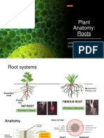 Plant Anatomy Roots