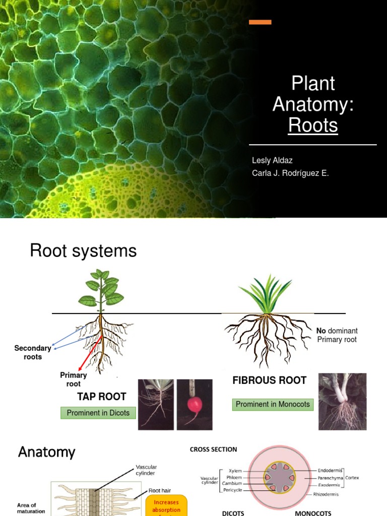 Plant Root Anatomy Overview | PDF