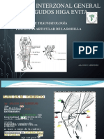 Fisiologia Articular