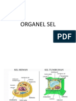 Organel Sel