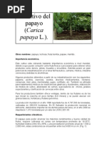 Download Papaya by Juan Carlos De Sousa SN54319813 doc pdf