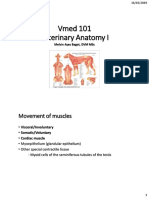 7.0MAB Muscles