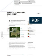 ¿Cómo Es La Anatomía de Un Chile