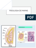 FISIOLOGIA DE MAMAS