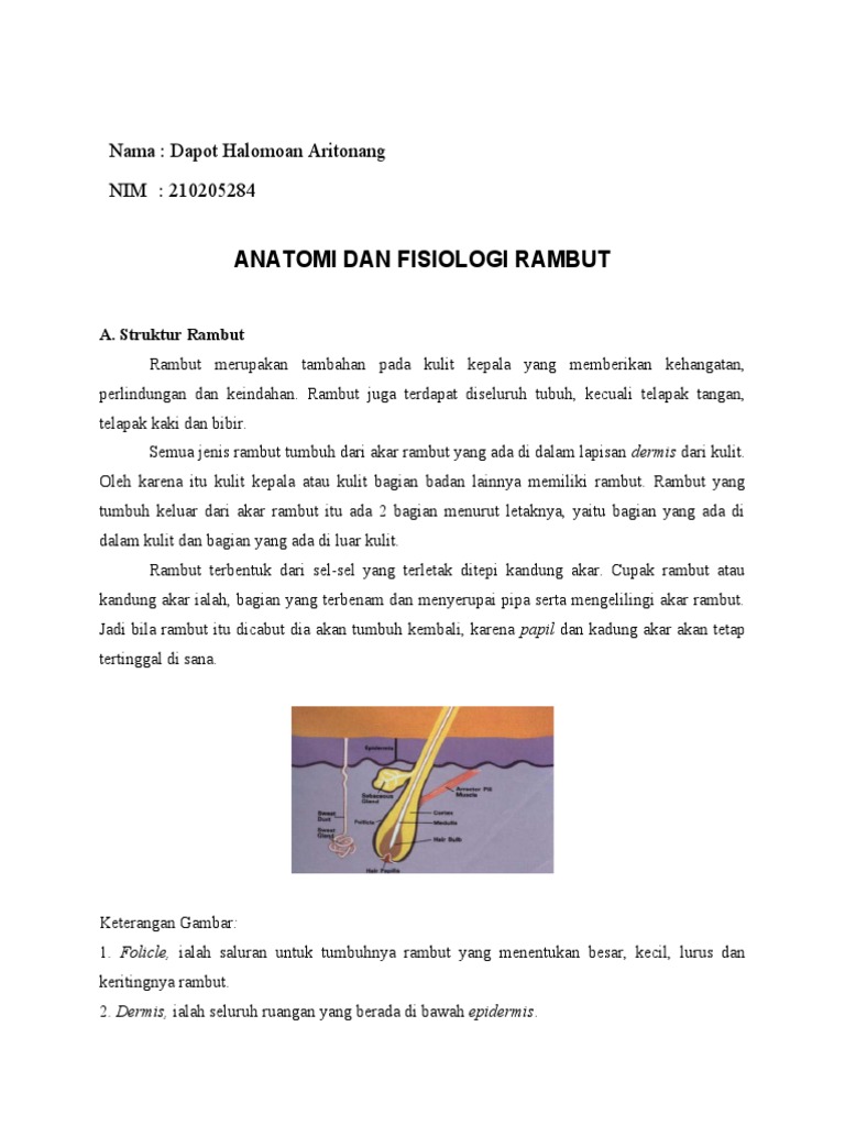 Struktur dan Fisiologi Rambut Manusia | PDF