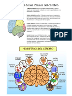 Hemisferios Cerebrales