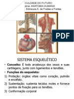 2. Sistema Esqueletico