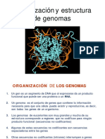 1.2. Organización Del Genoma en Eucariontes y Procariontes